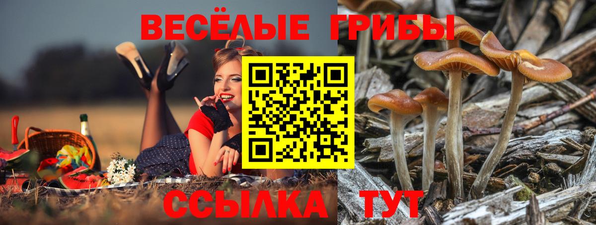 Псилоцибиновые грибы MAGIC MUSHROOMS  Вход с VPN  Артём 